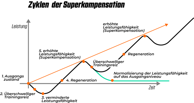 Die einzelnen Phasen der Superkompensation mit den zwei unterschiedlichen Ausgangsmöglichkeiten.